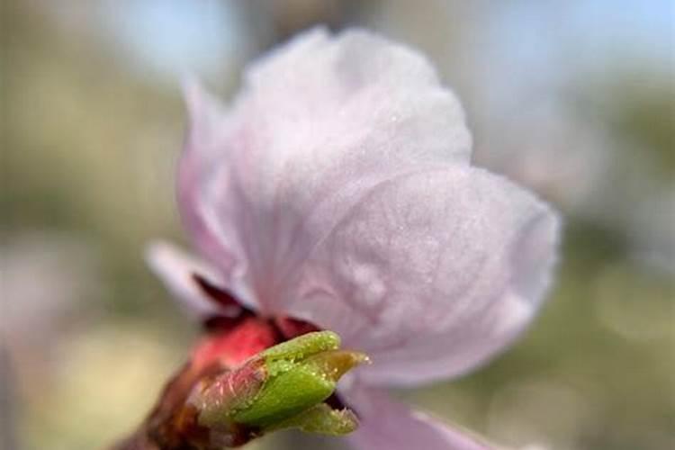 阻挡桃花运