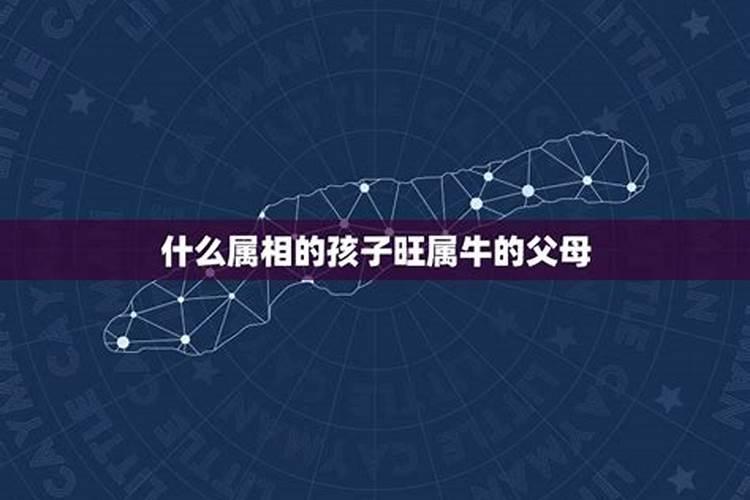 2023年的牛宝宝和什么属相合