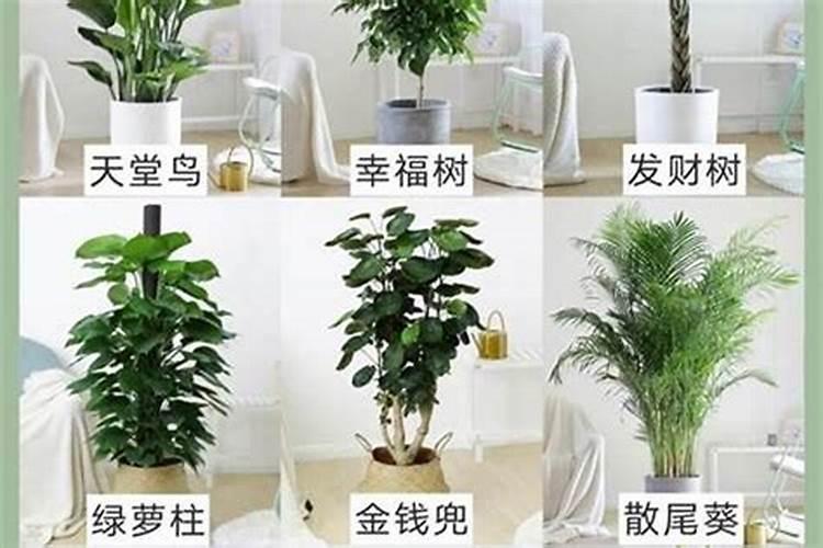 适合摆放在家里的植物