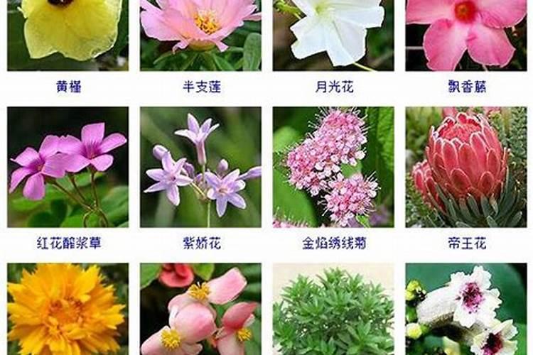 好听的花的名字两个字