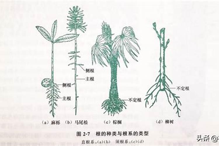 有根和通根