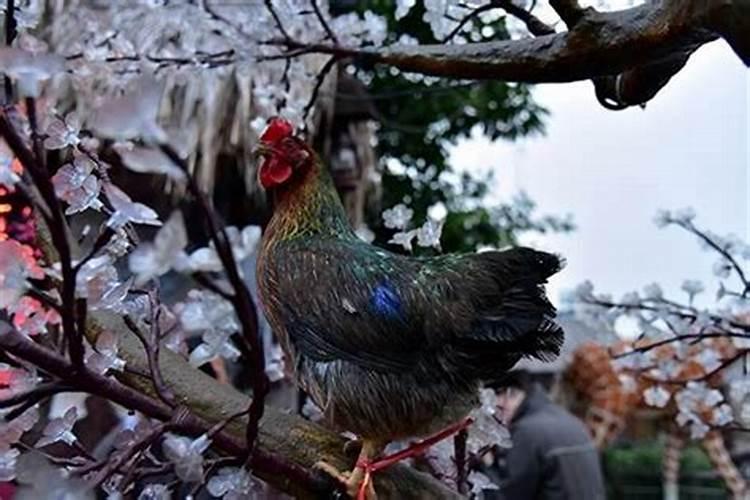 属鸡今年偏财如何