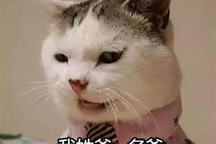 冬至出生猫