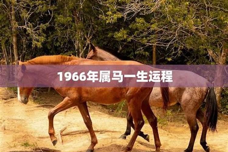 1966年出生属马的命运