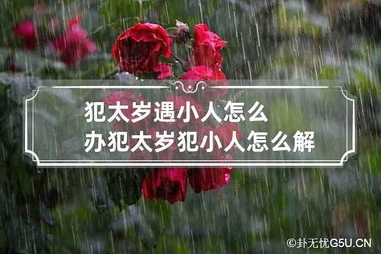 财神鱼养单数还是双数