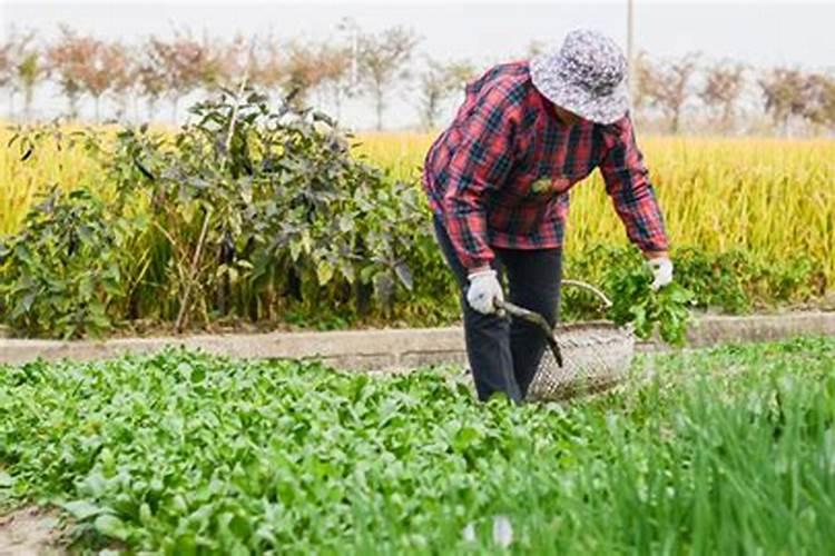 梦见自己拔野菜？