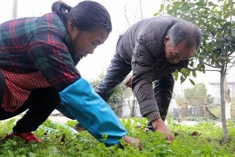 梦见自己拔野菜？