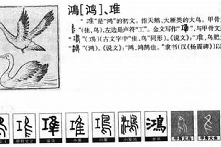 鸿字五行属什么