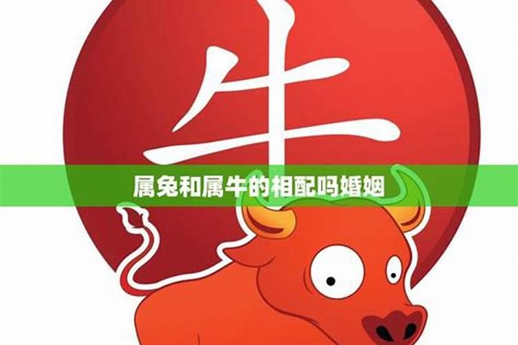 属牛的人跟属兔的人相配吗,属相牛和兔相配吗好吗