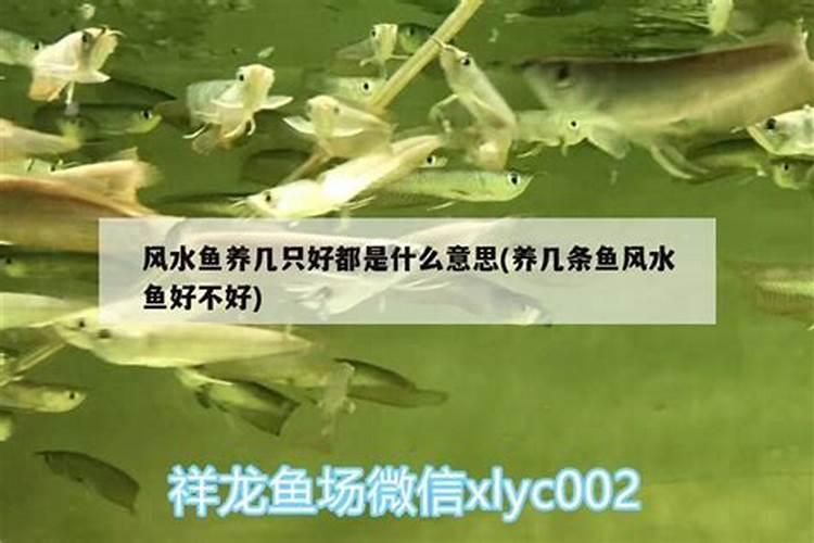 风水鱼应该养几条才好看