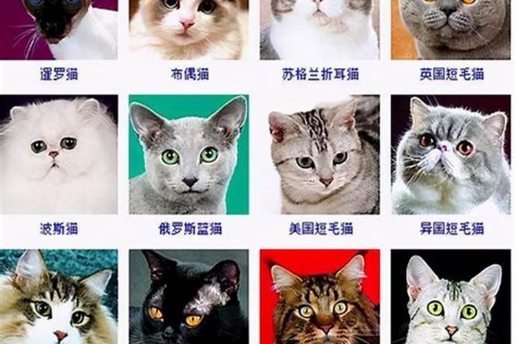 猫咪的种类名字