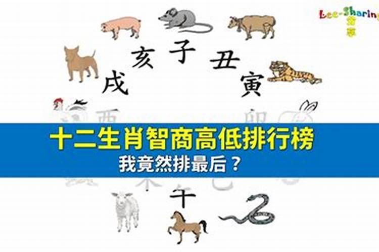 12生肖智商高低排行榜