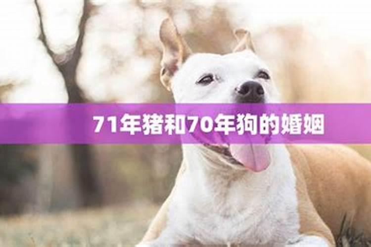 71年猪和70年狗的婚姻匹配