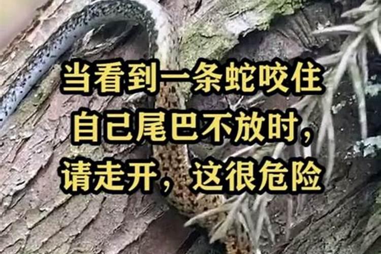 梦见蛇咬自己的脚后跟