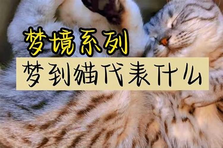 做梦梦见猫代表啥