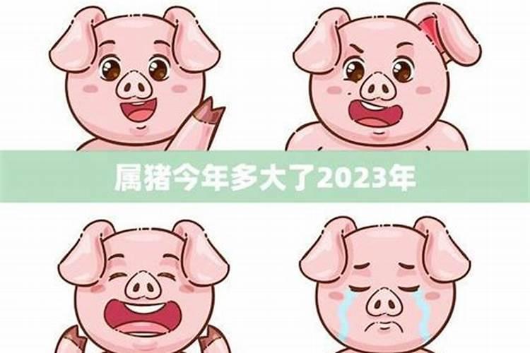 2023年猪年是什么命年