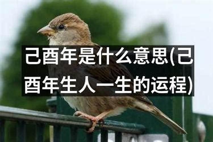 己酉年是什么年份