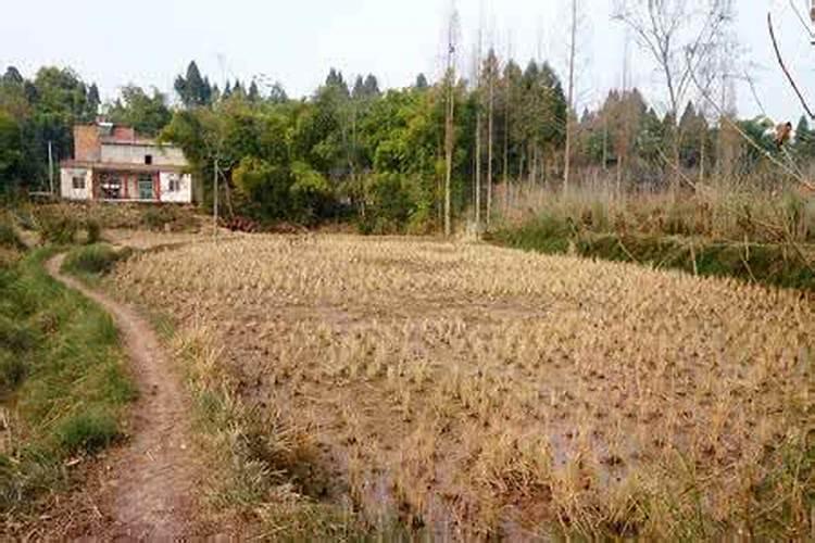 梦见荒的田地好不好