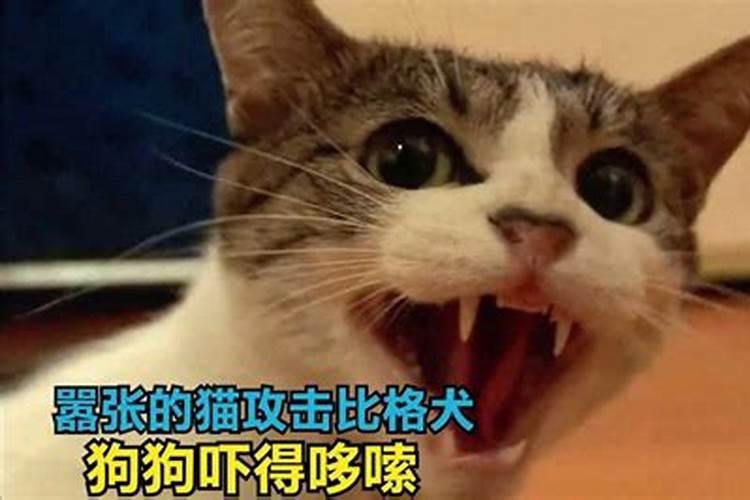 白天午睡梦见黑猫要攻击我什么意思