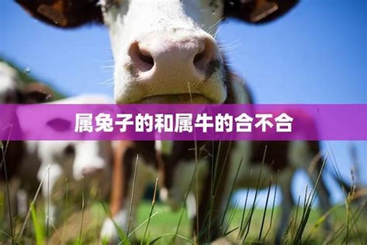 兔和牛合不合财运