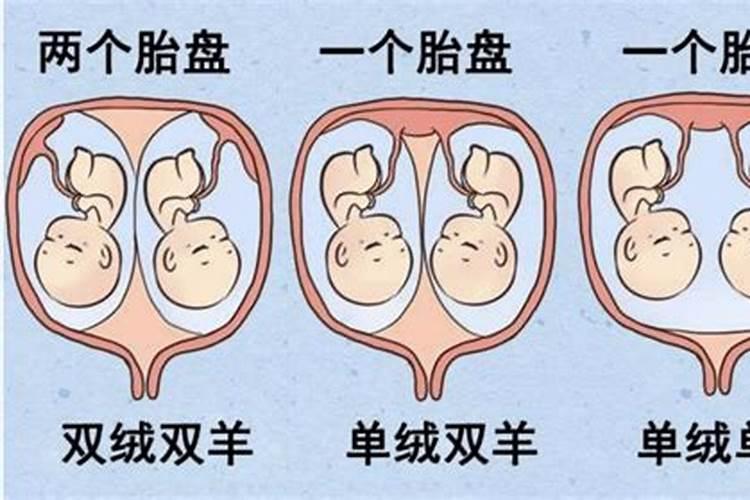 阴胎阳胎是什么意思