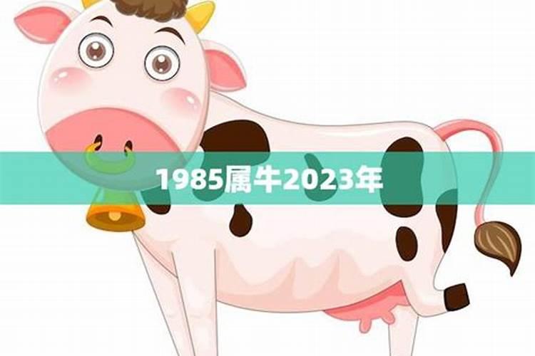 1985年属牛2023年运势完整版