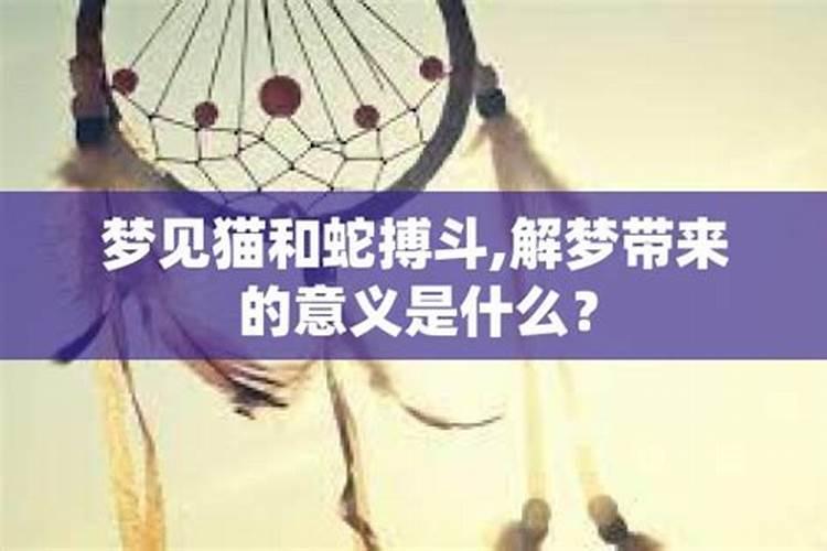 梦见和猫搏斗什么意思