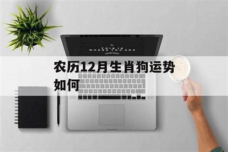 农历12月属狗运势如何