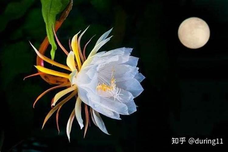 昙花一现只为有缘人