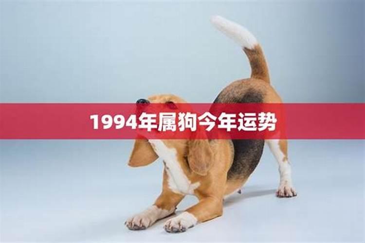 1994年属狗今天财运如何