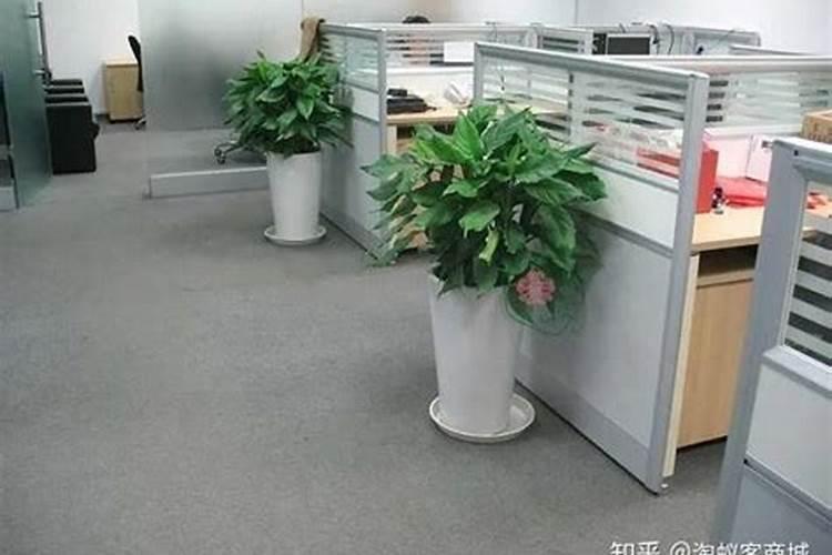 办公室适合放什么大型植物图片