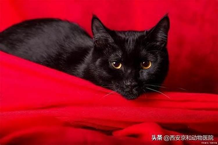 梦见纯黑色的猫攻击我们