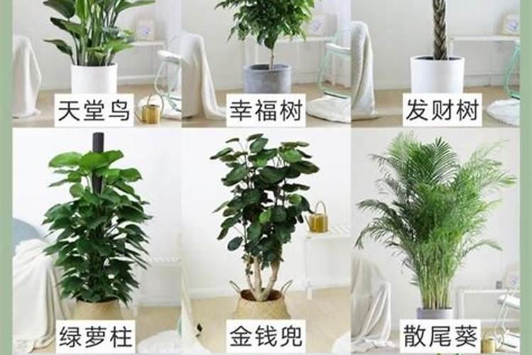 家里适合种什么植物风水好易活