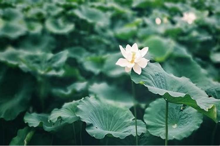 克太岁什么意思属鸡