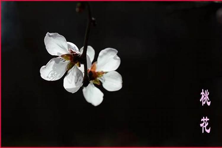 怎么旺桃花运风水