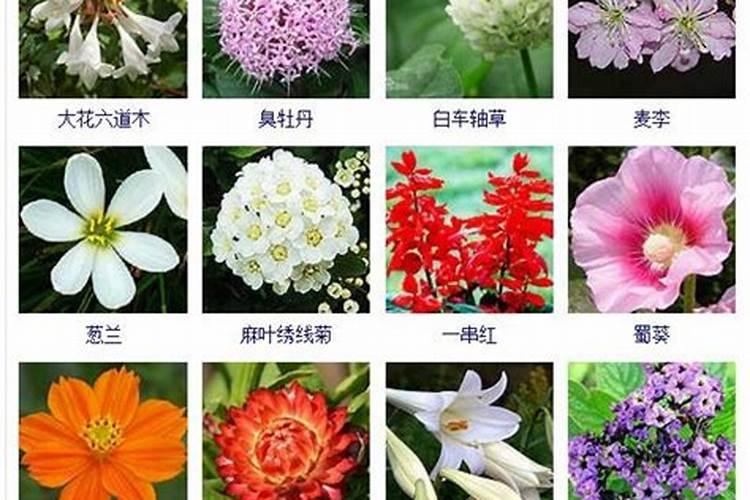 给春天的花起个名字