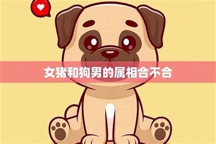 狗女猪男八字合不合