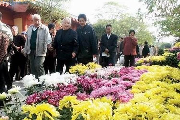 重阳节的习俗赏菊寓意