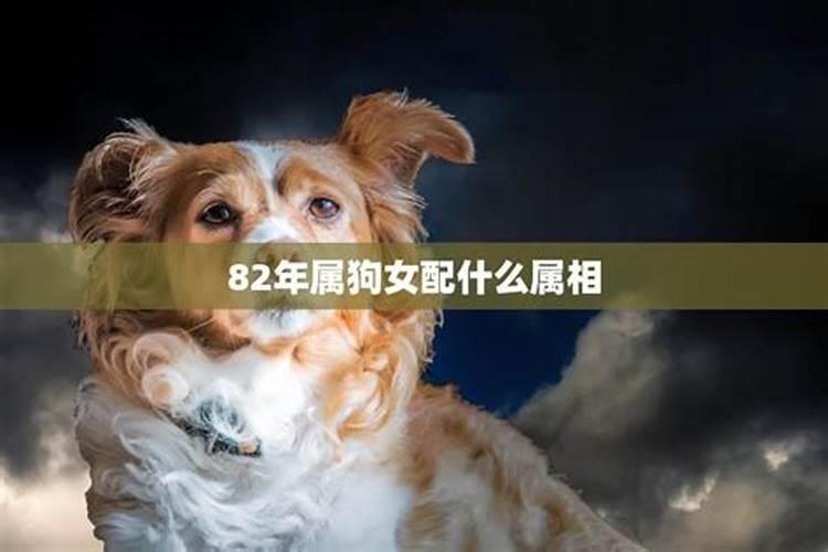 梦见猫抱自己是什么意思