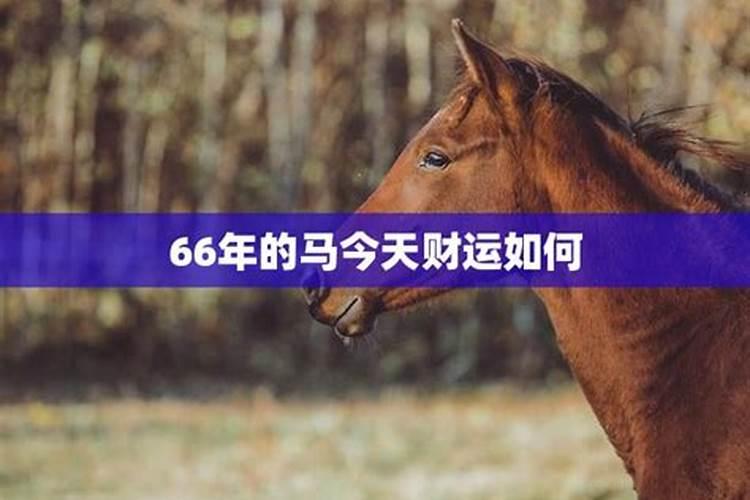 66年的马今年运气如何