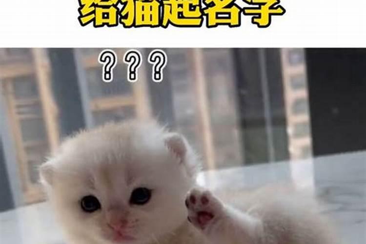 冬至出生的猫咪取名字大全