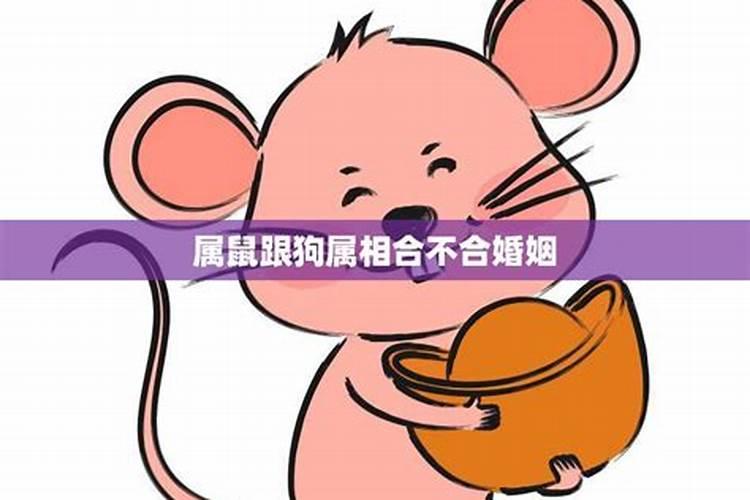 属鼠跟狗属相合不合