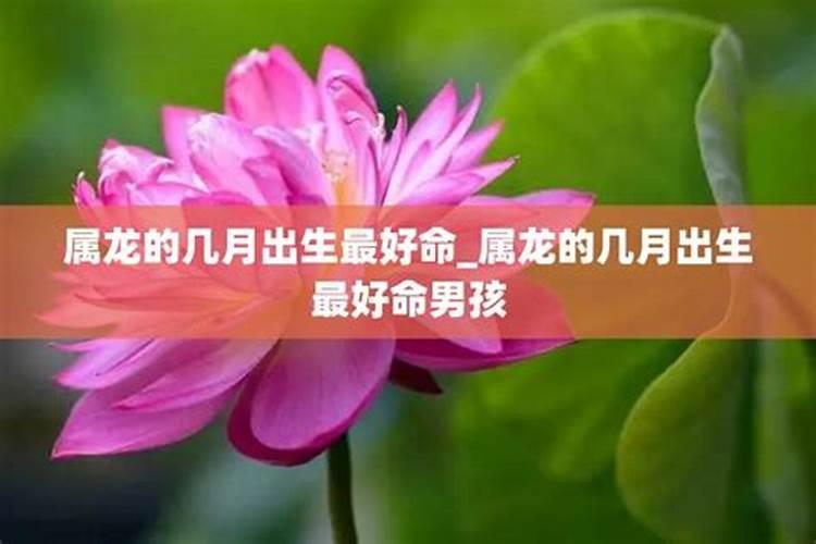 属龙几月份出生的命运好