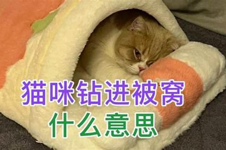 梦见猫咪钻进我的被窝