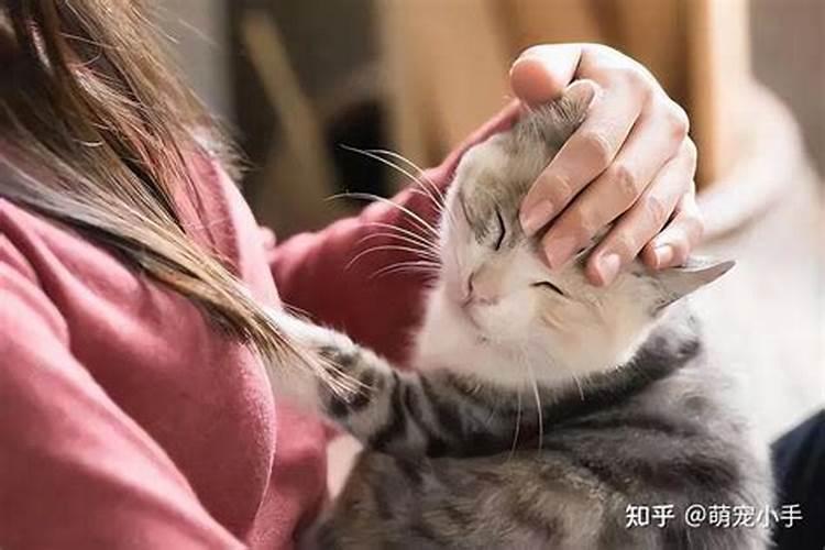 属兔的养猫对事业有帮助吗