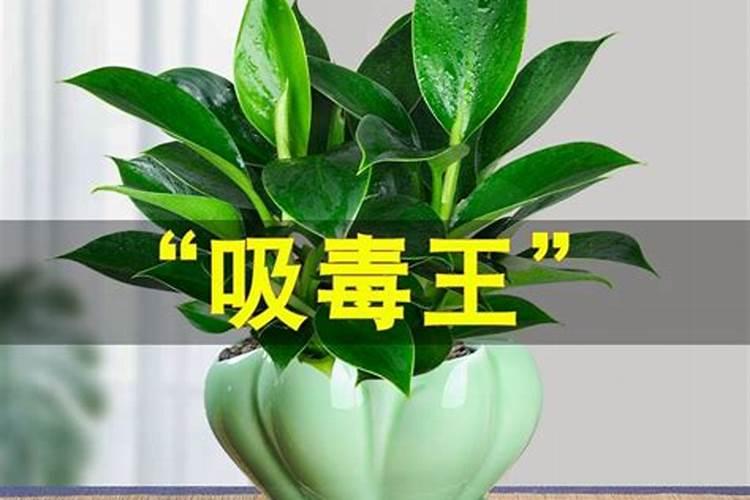 什么植物能带来好运气