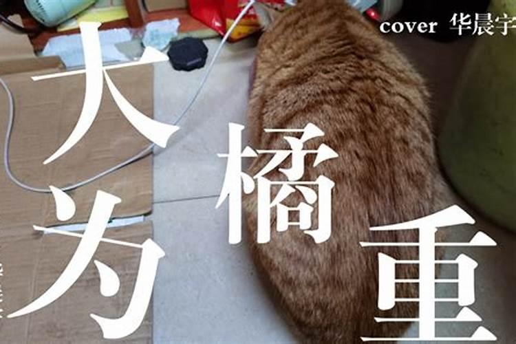 梦到自己抱了一只小猫