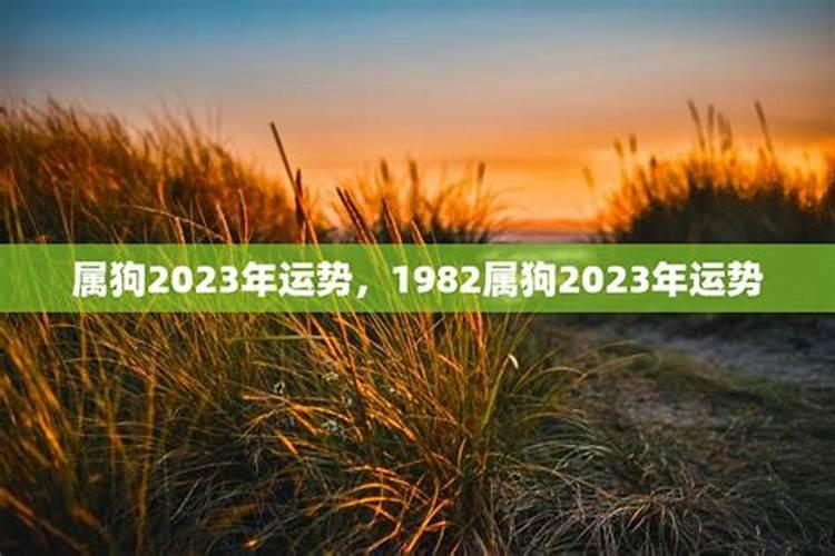 52岁属狗2023年运势