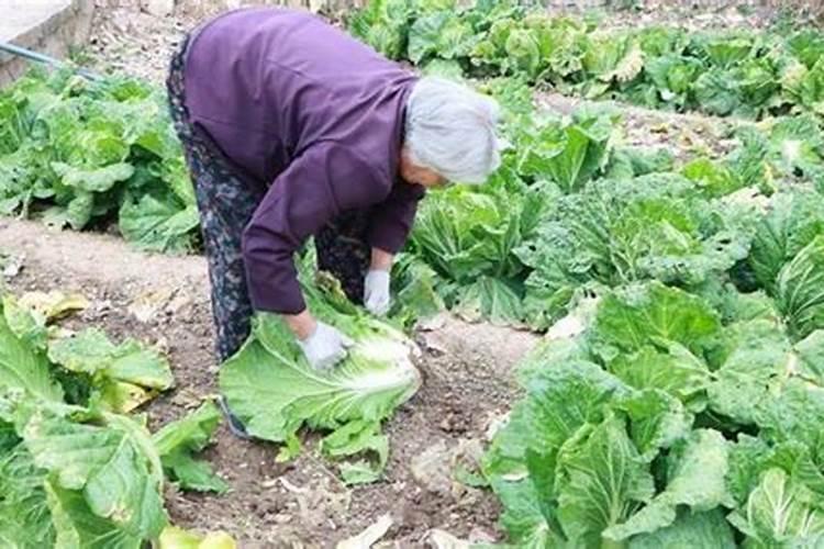 女人梦见白菜地