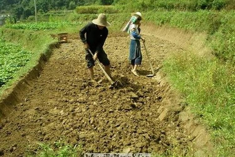 梦见跟别人挖地是什么意思